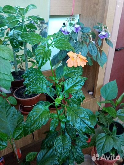 Черенки комнатных растений