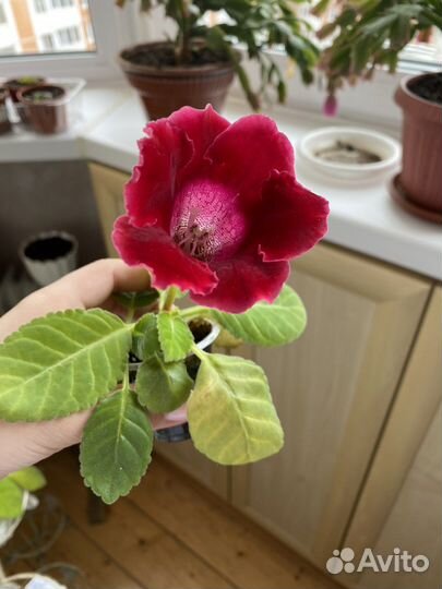 Глоксиния махровая