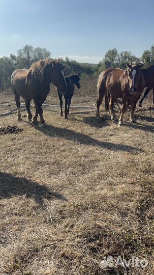 Лошади жеребец