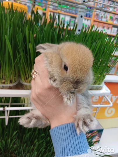 Продам декоративного кролика баран