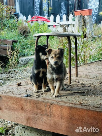 Маленькая собачка во двор
