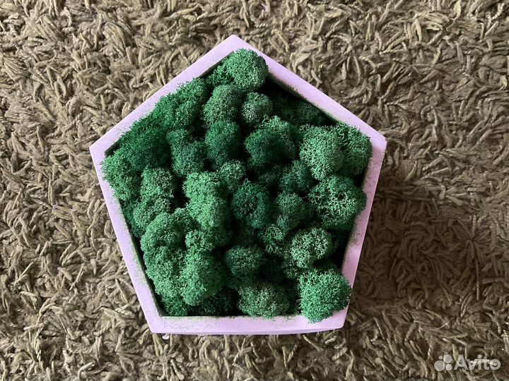 Кашпо настольное мох стабилизированный