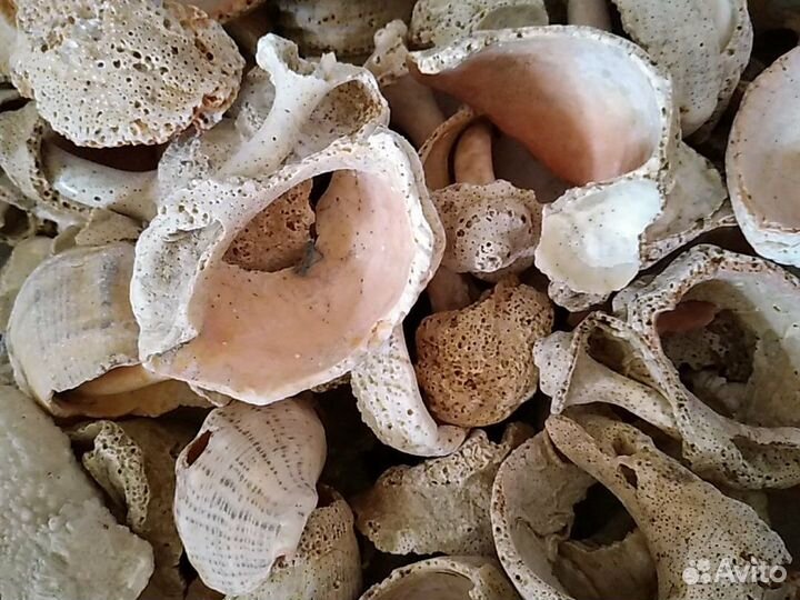 Морские раковины рапана, коряги