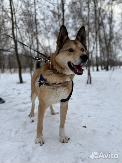Ванечка ищет человека. Собака в добрые руки