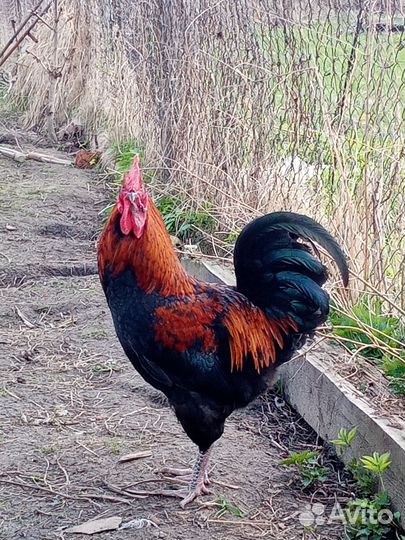 Петухи годовалые
