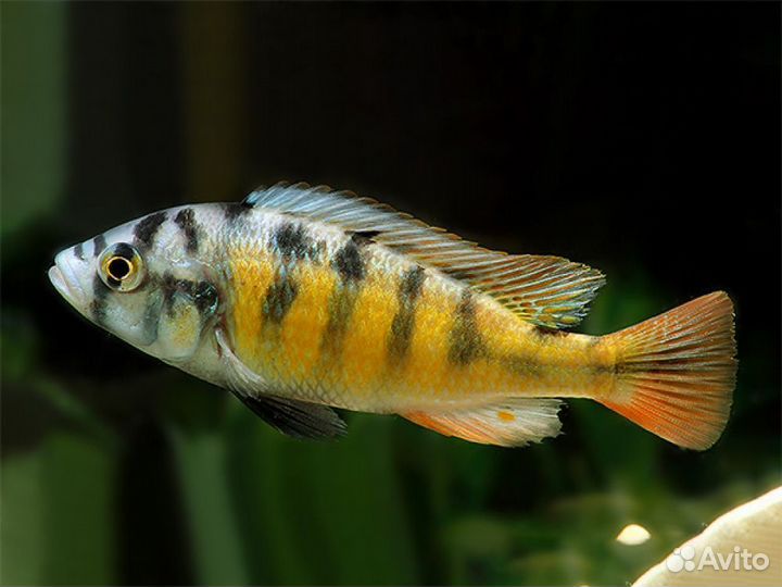 Малавийские цихлиды