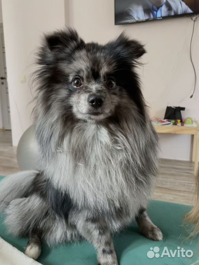 Немецкий шпиц на вязку