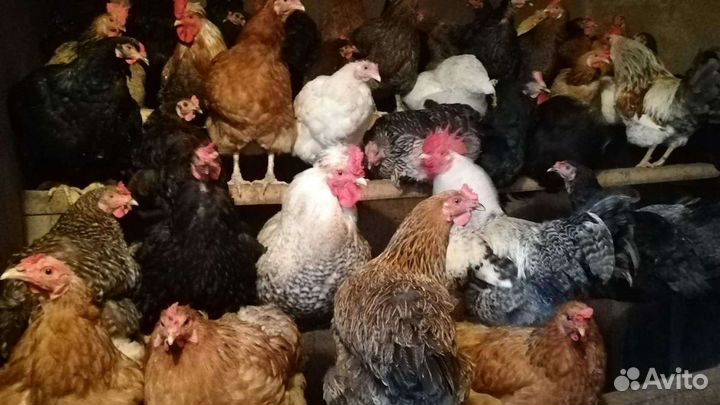 Домашние куриные яйца