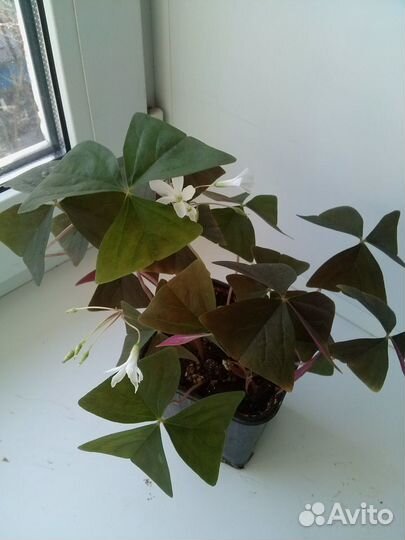 Кислица оксалис