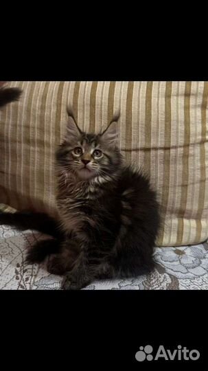 Мейн-кун малыши