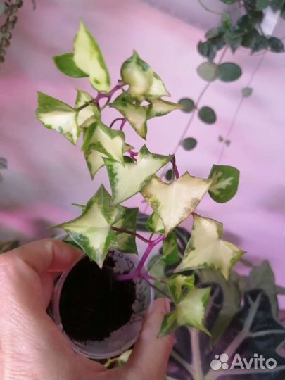 Комнатные растения