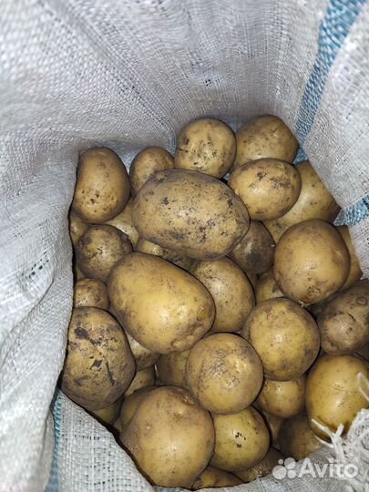 Продам картофель