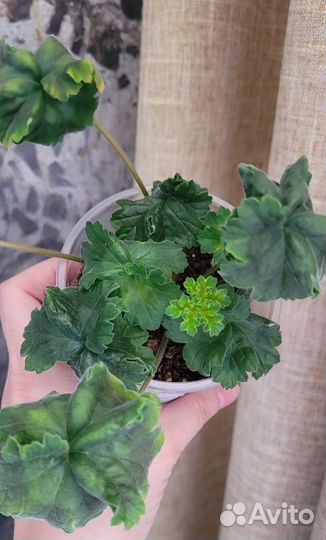 Пеларгония Ириол Алиенора Аквитанская