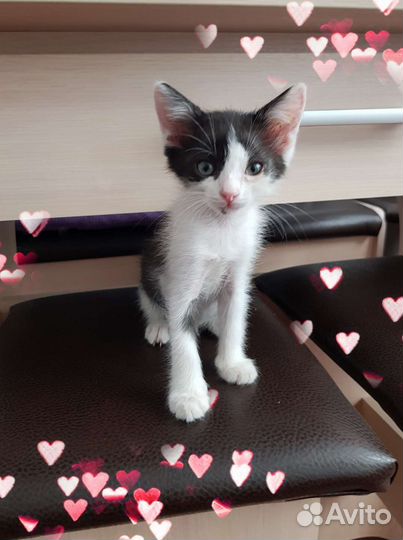 Котята в добрые руки бесплатно