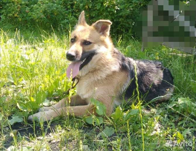 Марта помесь с овчаркой в добрые руки