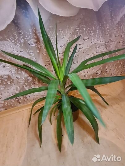 Шефлера,Юка комнатная