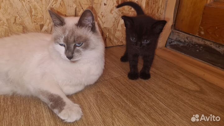 Котята