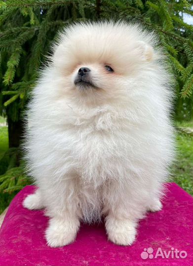 Щенок померанского шпица плюшевый мишка