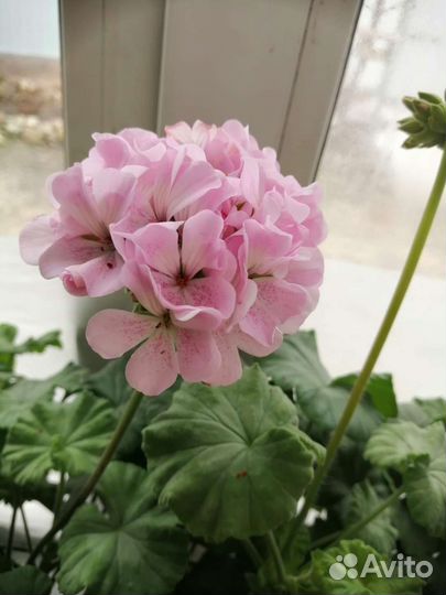 Пеларгония герань укорененные