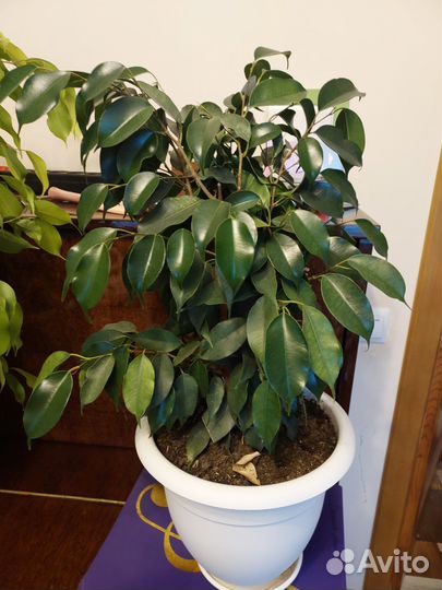 Фикус бенджамина