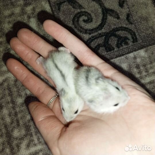 Джунгарский хомяк