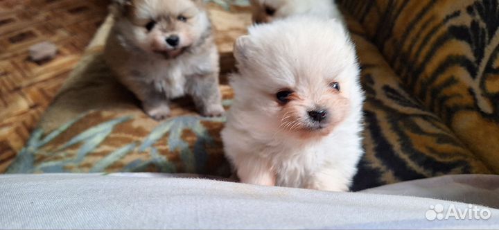 Щенки шпица