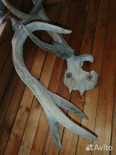 Рога германской косули