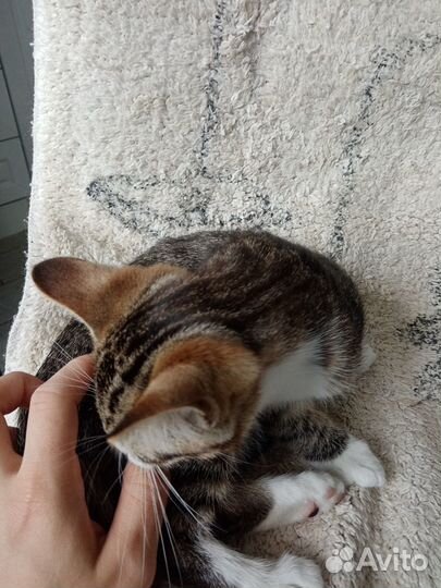 Отдаем трехмесячного котика
