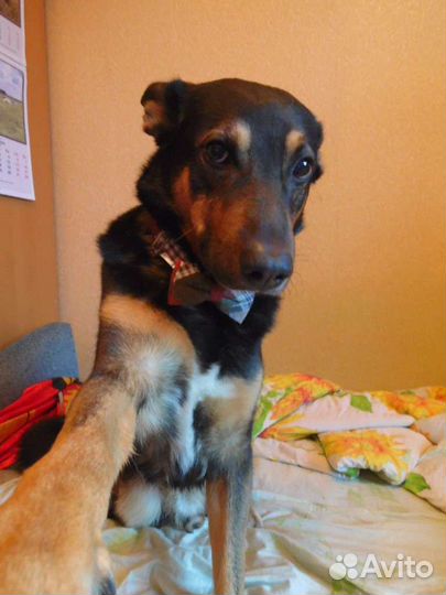 Кинолог, передержка