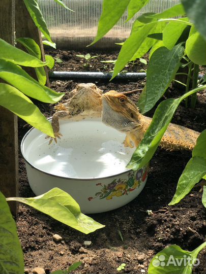 Бородатая агама