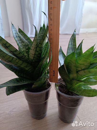 Сансевиерия детки