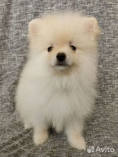 Шпиц мальчишки