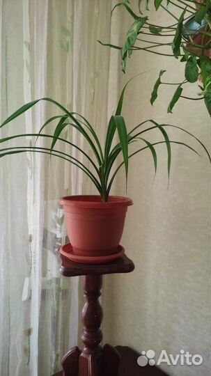 Пальма юкка32см