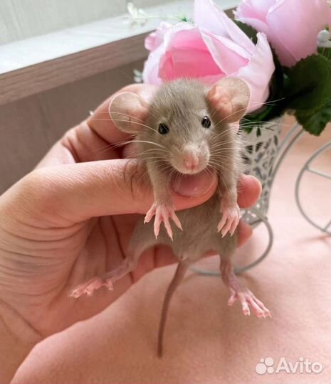 Крыса крысята дамбо. Доставка