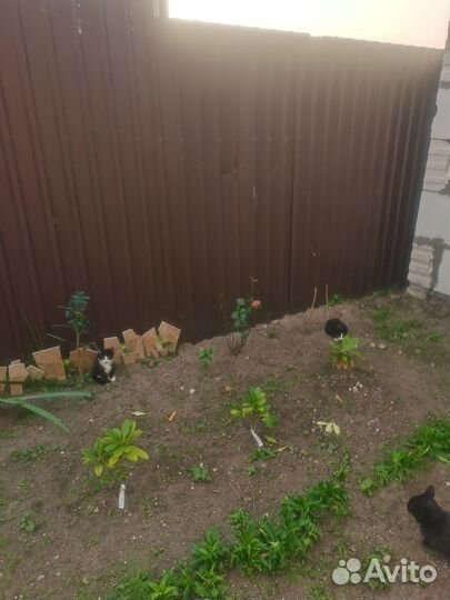 Два котёнка ищут дом