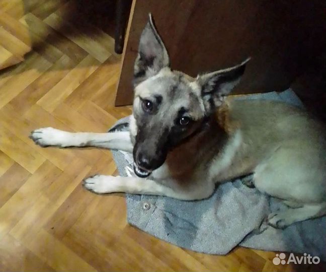 Найда - стерильная собачка девочка в дар