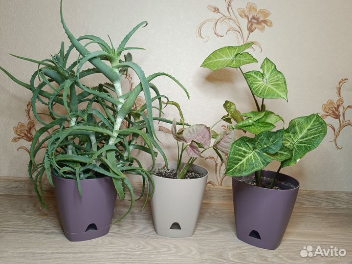 Комнатные цветы (алоэ, сингониумы) в горшках