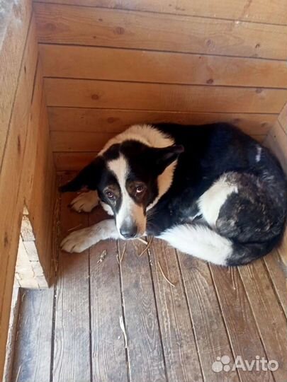 Найденыш ищет хозяина