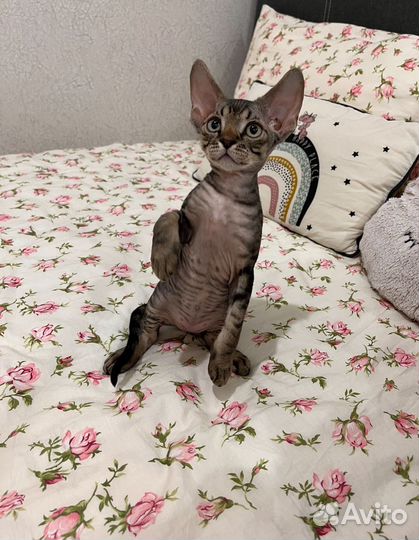 Котята девон-рекс