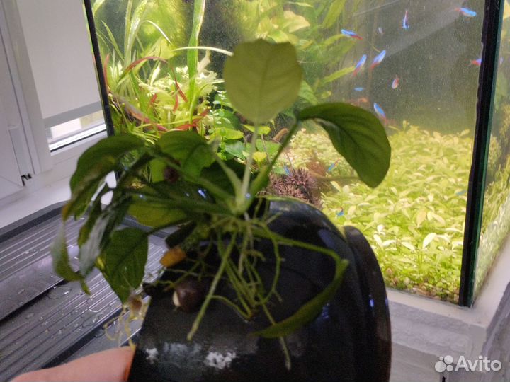 Аквариумные растения анубиас