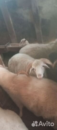 Овцы бараны