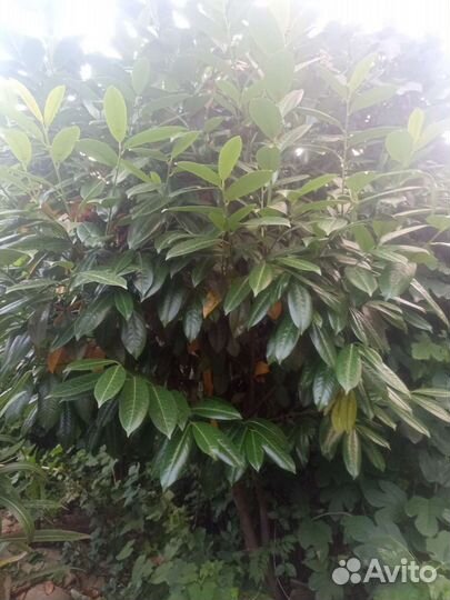 Лавровишня