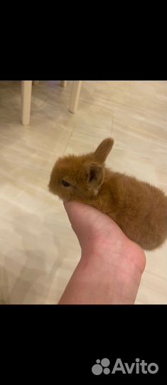 Декоративные кролики