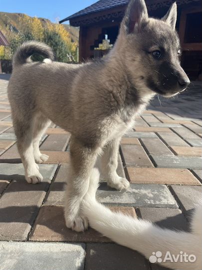 Щенко лайки