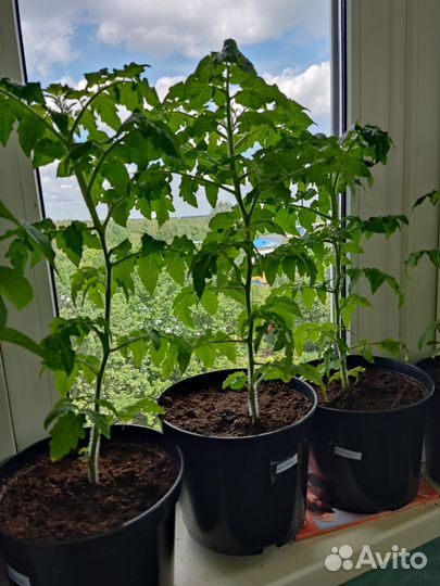 Рассада помидор черри, можно выращивать на окне