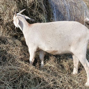 Козы козлята