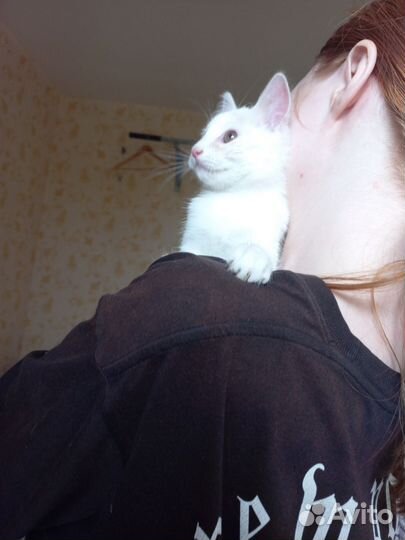 Кошка в дар бесплатно