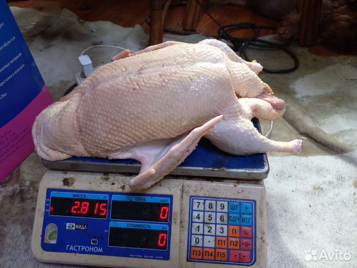 Мясо домашней птицы