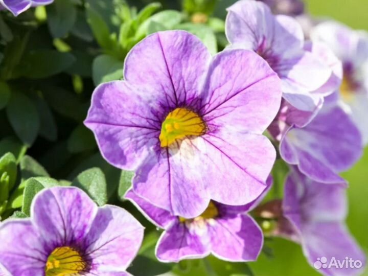 Калибрахоа вегетативная Chameleon Lavender Sorbet