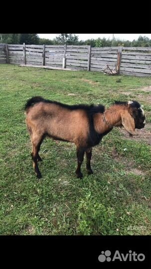 Нубийский козел